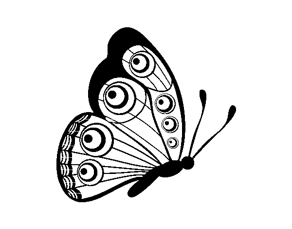 Dibujo de Mariposa dirección derecha para Colorear