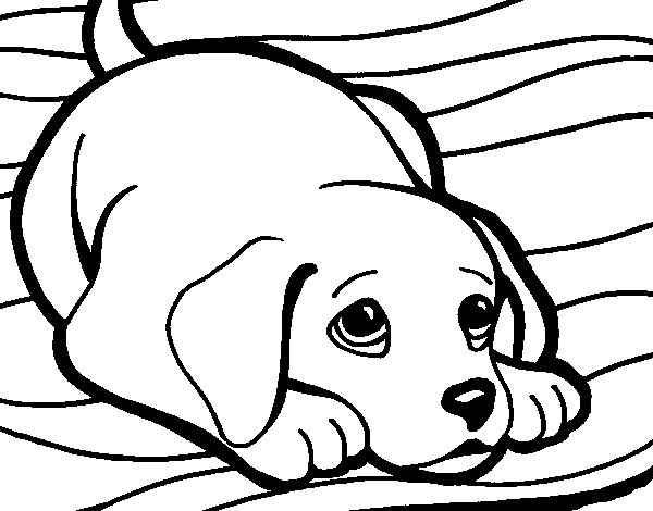 Dibujo de Perrito alfombra para Colorear