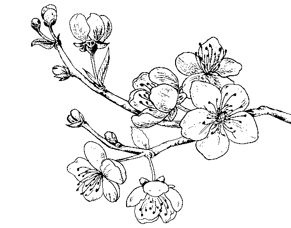 Dibujo de Rama de cerezo para Colorear