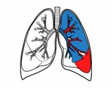 Pulmones y bronquios