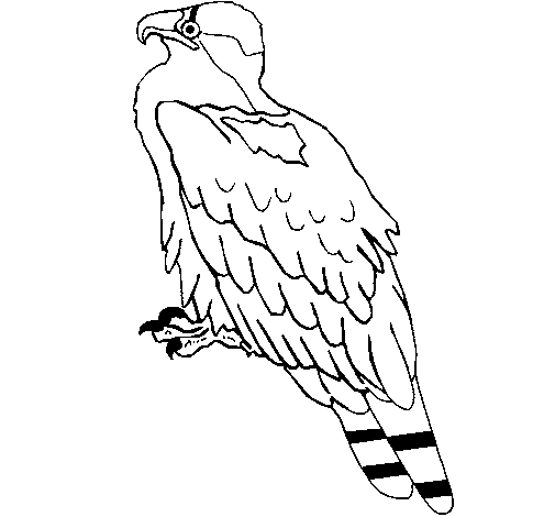 Dibujo de Águila para Colorear