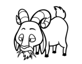 Dibujo de Cabra comiendo para colorear