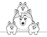 Dibujo de Familia Husky para colorear