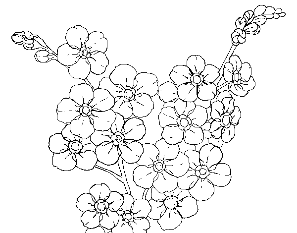 Dibujo de Flor de cerezo para Colorear 