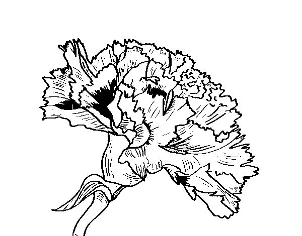 Dibujo de Flor de clavel para Colorear