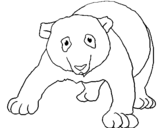 Dibujo de Oso panda 1 para colorear