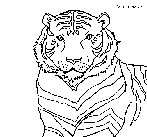 Dibujo de Tigre 3 para Colorear 