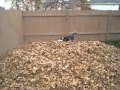Un husky jugando con un montón de hojas